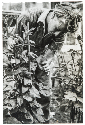 Land Army Girl A member of the Women's Land Army examines an experimental plant at the Potato Virus Research Station (ca. 1940s).